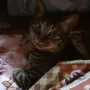 よもぎ　プロフ必読願いますの画像