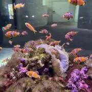・・の画像