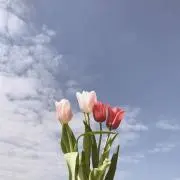 かにの画像