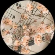 Geraの画像