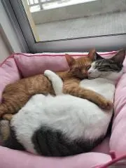 ちかりん