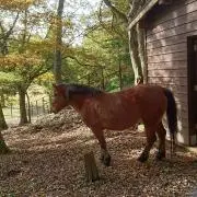 まーむの画像