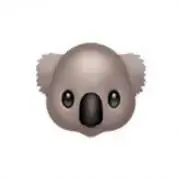 KOALAの画像