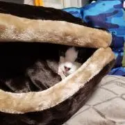 ちび太ゴン太の画像