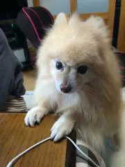 ramuの画像
