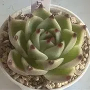 ちねりの画像
