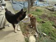 わんにゃんmamaの画像