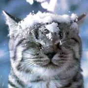 雪猫