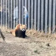 noiの画像