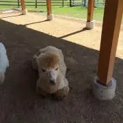 ぴよぴよ・8・の画像