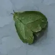 金木犀の画像