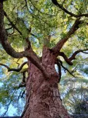 テオリアの画像