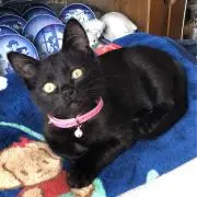 とぴりん