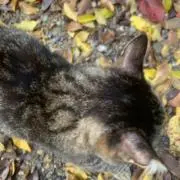 猫ちゃん大好き(飼ってません)の画像