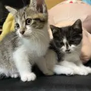 カバエル