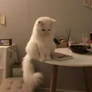 どじこ