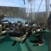 くじら