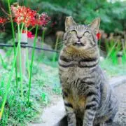 さとう★値段交渉大歓迎の画像