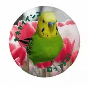 ビバルディの画像