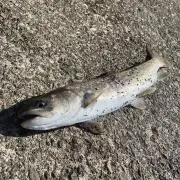 どっかで釣りしてる人
