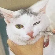 にゃこ