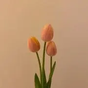 miの画像
