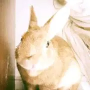 バカうさぎの画像