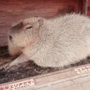 子豚♥ママ