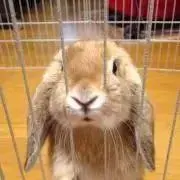 やまね子の画像