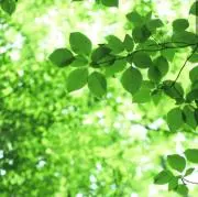 shironの画像