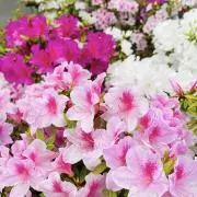 A♡の画像