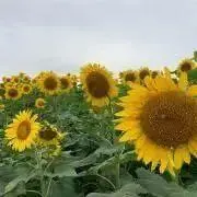 値下げ交渉OK⭐︎Kaeの画像