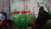 金魚の画像