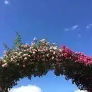 Ikedaの画像