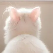 nの画像
