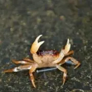 ゲイツの画像