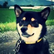 トマト