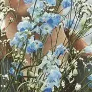 ちーずの画像