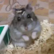 はむはむ