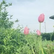 くまさんの画像