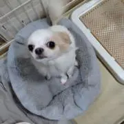 あかねの画像
