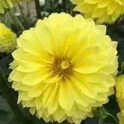 甘栗