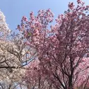 Sの画像