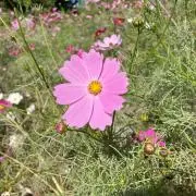 てん