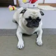 ディーゼル☆DE-INDIGO STITCH JADDAA Denim 財布☆ - メルカリ