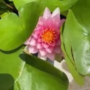 しーくんの画像