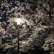 maoの画像