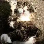 かりんこの画像
