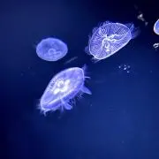 ここむらの画像