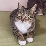 ななせ